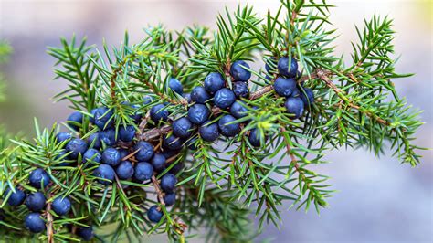 Juniper Berries Benefits For Blood Sugar and More | Woman's World