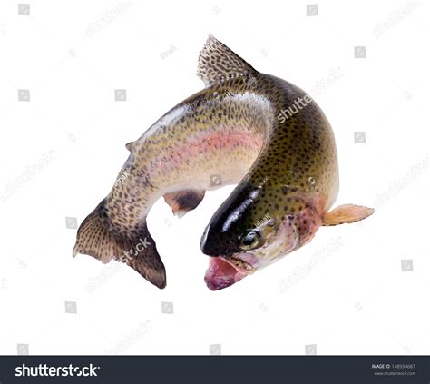 Rainbow Trout Jumping Out Stock Photo 148934687 : Shutterstock