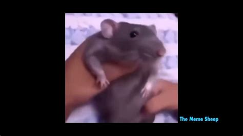 Dancing rat meme - YouTube