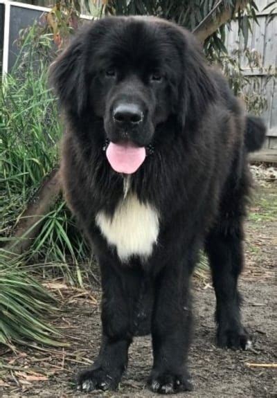 15 Newfoundland Mixes Breeds: Enormous Newfies to Nuzzle You! Cute Dogs Breeds, Dog Breeds ...