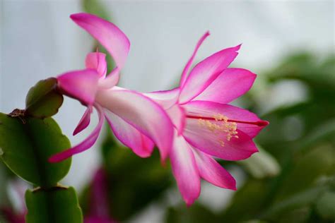 Christmas Cactus Care: A Comprehensive Guide – Properly Rooted