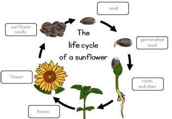 Life Cycle Of A Sunflower Worksheet Kindergarten