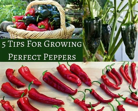 5 Tips For Growing Perfect Peppers | Homemade Food Junkie