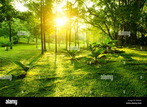 Tropical green forest sunrise Stock Photo - Alamy