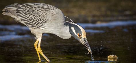 Types of Herons in the United States! (11 species) in 2022 | Heron ...