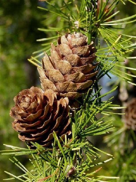 Ripe Pine Cones of European Larch Tree : Photos, Diagrams & Topos ...