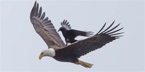 Crow Hitches A Ride With An Eagle In Amazing Photos | HuffPost UK