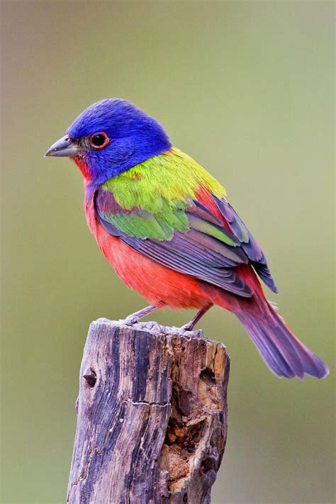 Painted Bunting Passerina Ciris Male by Danita Delimont