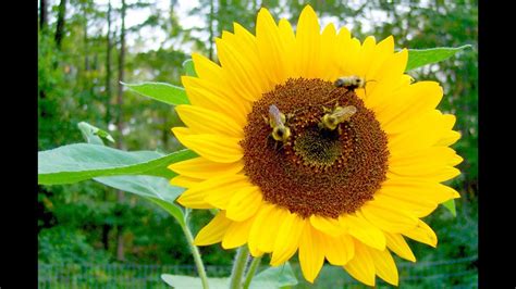 Pollination Process Sunflower and Bee - YouTube