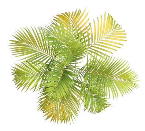 top view palm leaves tree isolated on transparent background png file ...