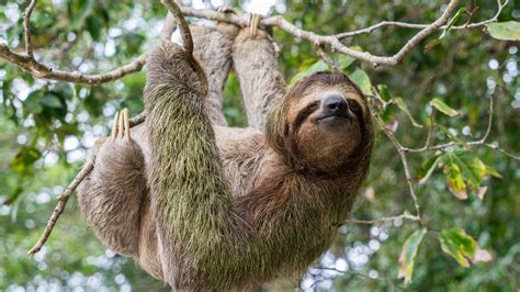 Tacoma petting zoo fined, accused of animal neglect after deaths of ...