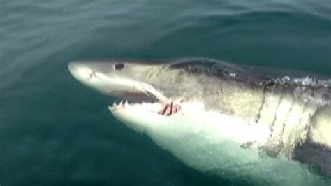 Reel horror: 7 scary shark sightings in 60 seconds - NBC News