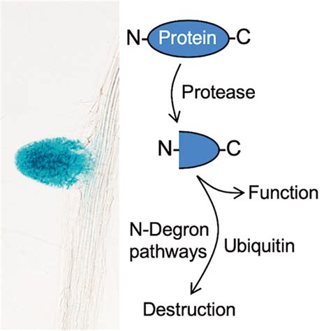 The plant N‐degron pathways of ubiquitin‐mediated proteolysis - Holdsworth - 2020 - Journal of ...