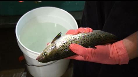 FDA Approves Genetically Modified Salmon Video - ABC News