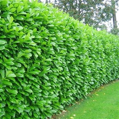 Cherry Laurel Hedging Plants 20-40cm Prunus Rotundifolia Evergreen ...