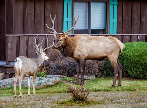 Photo Gallery of the day – Wildlife in and around Estes Park. – Estes Park Trail-Gazette