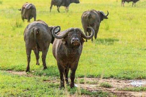 Big Black Buffalo in the Mikumi National Park, Tanzania Stock Image ...