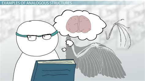 Analogous Structures: Definition & Examples - Video & Lesson Transcript ...