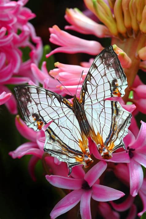 Beautiful Butterfly Isolated On White Stock Photo - Image of insect ...