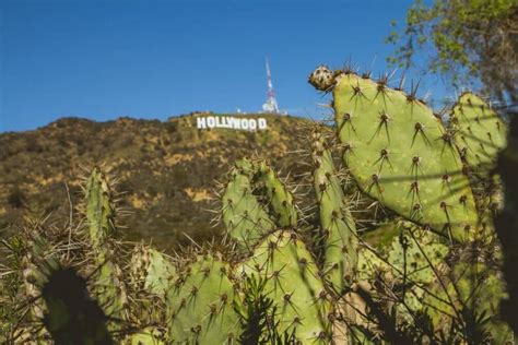 Best Hollywood Sign Photo Spots - Bobo and ChiChi