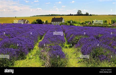 Cotswold lavender fields hi-res stock photography and images - Alamy