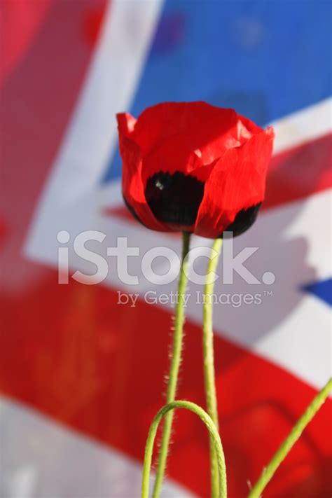 Remembrance Day Poppy. Stock Photo | Royalty-Free | FreeImages