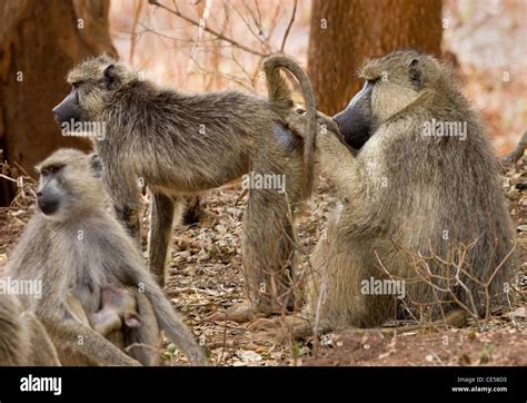 Female Baboon Stock Photos & Female Baboon Stock Images - Alamy