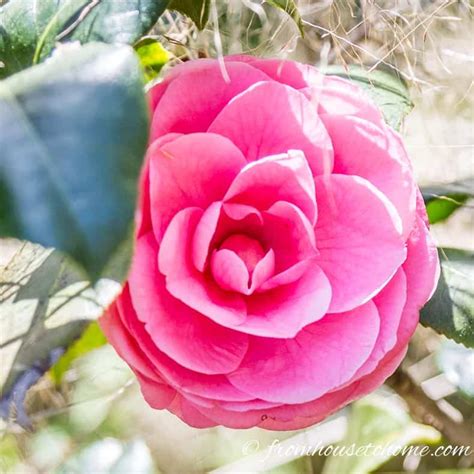 Camellia Care Guide (How to Grow Gorgeous Camellias In Your Garden)