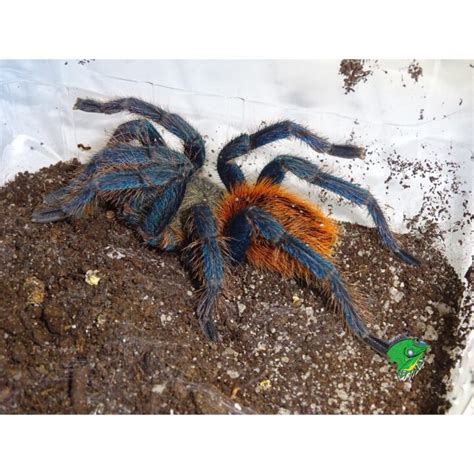 Green Bottle Blue Tarantula -4 to 5in – Strictly Reptiles Inc.