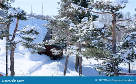 Asahiyama Zoo, Asahikawa, Hokkaido, Japan Stock Photo - Image of branch, landscape: 127572806