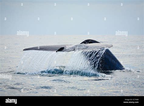 Blue Whale Breaching High Resolution Stock Photography and Images - Alamy