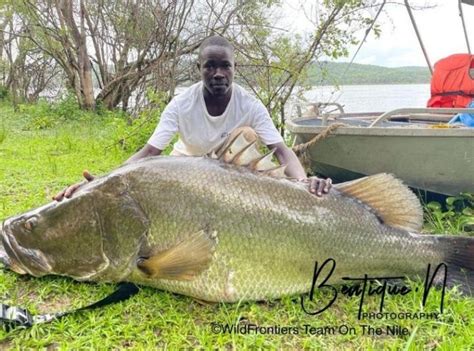 Nile Perch fish prices rise again - Entebbe Post