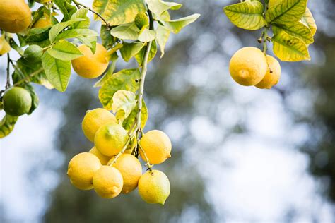 Lemon tree with yellow leaves: why? | Better Homes and Gardens