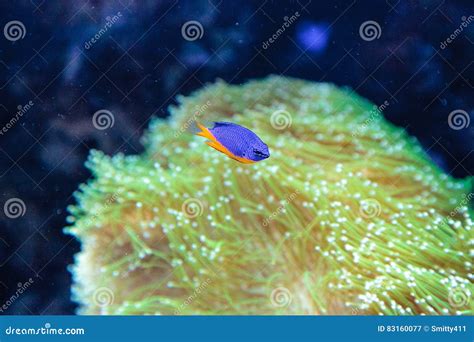 Azure Damselfish Chrysiptera Hemicyanea Stock Image - Image of yellow ...