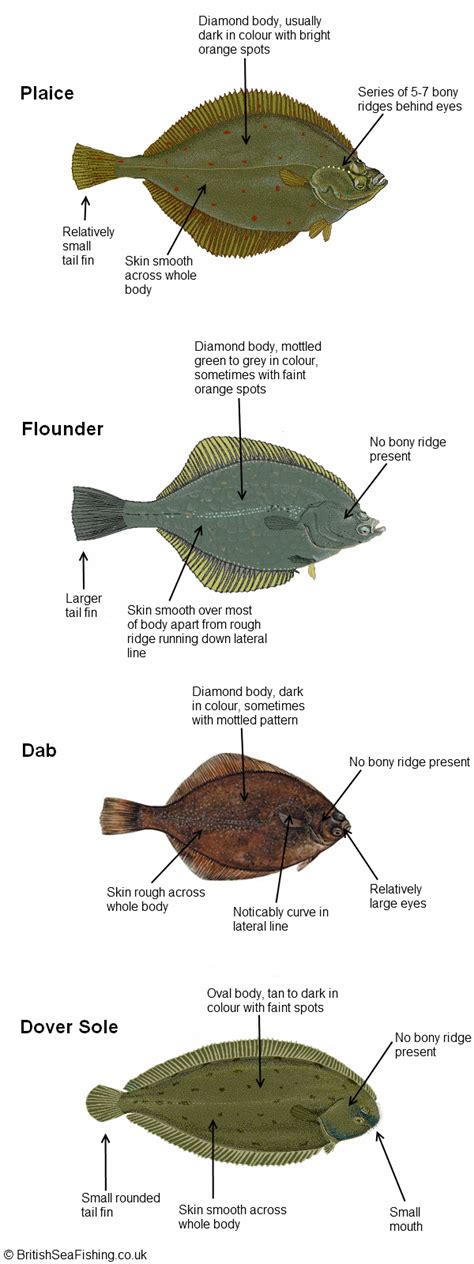 Flatfish Identification Guide Britishseafishingcouk | Flat fish, Pictures, Guide