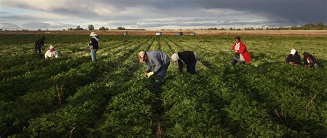 New California Overtime Regulations Applicable to Farm Workers | Delfino Madden O'Malley Coyle ...