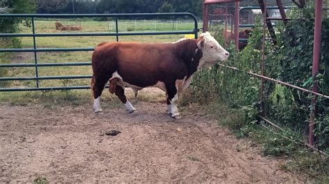 Mini Hereford Bulls | Falster Farm on Pasture 365