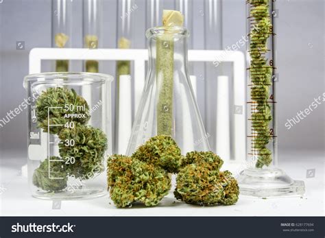 10,571 Testing cannabis Images, Stock Photos & Vectors | Shutterstock