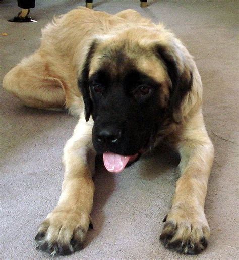 Fluffy english mastiff puppy | Mastiff puppies, English mastiff puppies ...