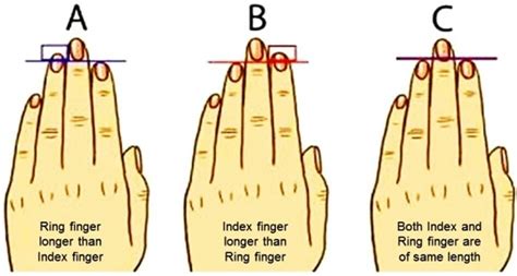 Index Finger Length vs Ring Finger