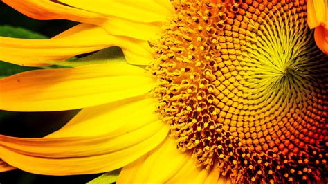 Download Nature Sunflower 4k Ultra HD Wallpaper by Jim Lukach