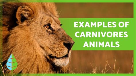 What are CARNIVOROUS ANIMALS 🐻🐧 (Definition, Types and EXAMPLES) - YouTube