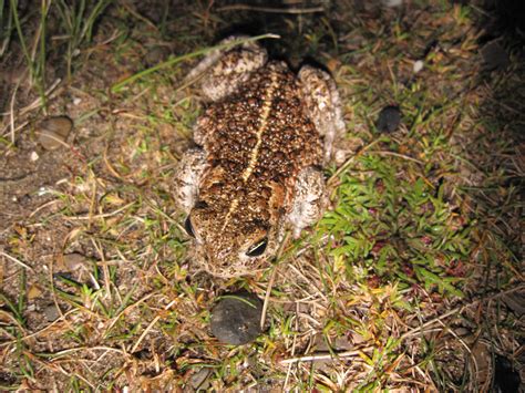 Denbighshire Countryside Service - Natterjack toad