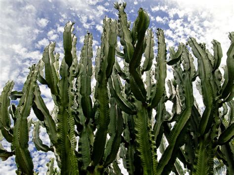 Euphorbia ingens (Candelabra Tree) | World of Succulents