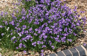 Blue-eyed grass, Sisyrinchium – Wisconsin Horticulture