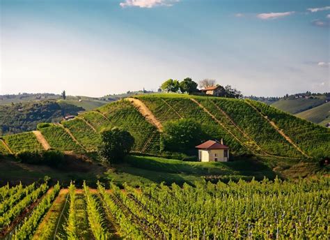 Premium AI Image | Picturesque vineyard with rolling hills covered in grapevines