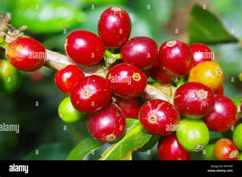 Ripe coffee beans of Colombia Stock Photo - Alamy