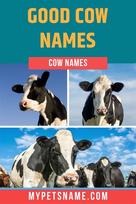 Good Cow Names | Cow names, Cow, Female cow name