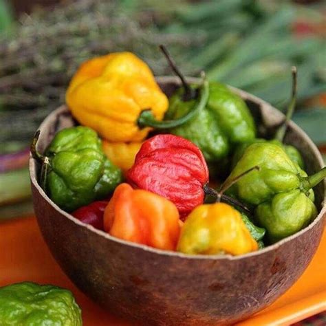 How to Use Scotch Bonnet Peppers for Jamaican Recipes | Sandals Blog ...