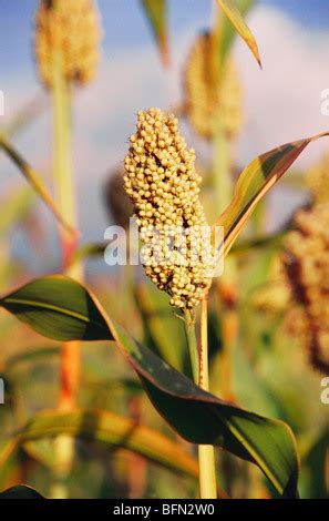 Sorghum plant ; Jowar crop ; Jawar crop in field ; Jawhar crop Stock Photo - Alamy